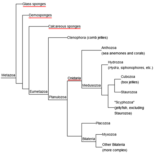 Simplified Taxonomy